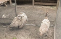 Прасковени пауни, снимка 3