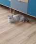 Британска късокосместа , снимка 3