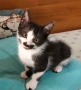 Малки котенца търсят дом, снимка 13