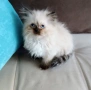 Коте Регдол, снимка 1