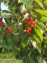 Продавам Череши, снимка 7