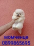 Мини момиченце и момченце. Померани. Реални снимки от 20.05.26 г., снимка 5