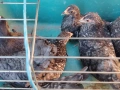 Продавам ярки шабо, снимка 7