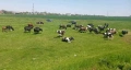 Продавам крави , снимка 3