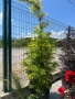 Sambucus “Golden Tower” , снимка 3