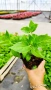 Хортензия Сибила, Hydrangea macrophylla Sibilla за сянка!!, снимка 9