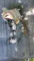 Renault clio 3 на части, снимка 4