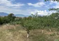 ПРОДАВА СЕ ЛОЗЕ , снимка 1