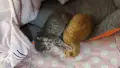 Подарявам котета, снимка 3