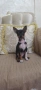 Пинчер, една малка госпожица, снимка 4