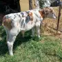 Две Мъжки Телета , снимка 5