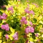 Японска спирея Голден принцес, Spiraea japonica Golden princess, снимка 5