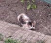 Подарявам котета, снимка 4