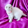 Скоттиш Фолд със сини очи , снимка 2