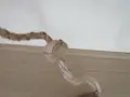 Дамска чанта от естествена кожа на питон, снимка 6