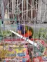 папагали многоцветни лори, снимка 8