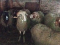 овце и кочове , снимка 3