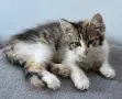 Подарявам 4 котета, снимка 3