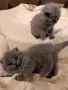 шотландска клепоуха, снимка 8