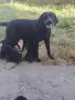 Лабрадор ретривър, снимка 6