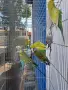 продавам вълнисти папагали, снимка 4