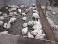 Кокошки  бройлери, снимка 2