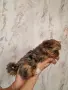 Женско йорки стандарт промоция до неделя, снимка 6
