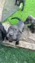 Продаваме кученца Кане Корсо, снимка 9