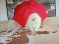 Бели мини Померани. Реални снимки от 04.04.26 г., снимка 3