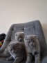 Шотландски клепоухи котета, снимка 11
