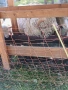 Продават се кочове, снимка 4