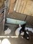 продам породисти калифорниски зайцй, снимка 4