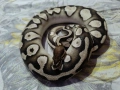 мъжки кралски питон Mojave orange dream , снимка 5