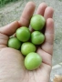 Зелени джанки- 6E, 5E, 4E, 3E, 2E, снимка 2