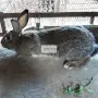 Домашни зайци на различна възраст, снимка 3