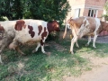Продавам 7 бр крави за мляко , снимка 4