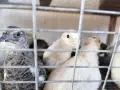 Пъдпъдъци, прясно месо, снимка 6