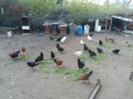 Селски кокошки, снимка 1