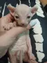котенца Канадски сфинкс и Елф, снимка 7