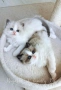 Ragdoll рагдол/регдол  котe / котета, снимка 3