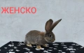 ЗАЙЦИ, снимка 13