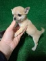 Чихуахуа, снимка 3