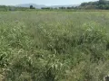 Бали люцерна. ечемичена слама със зърно , снимка 3