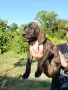 Кученца Плодхаунд, снимка 4