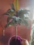 Черна драцена.Топ обява!, снимка 3