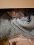 Подаряваме мъжко коте, снимка 2