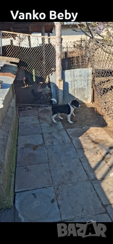 Продават се две каракачански кучета на 3 месеца мъжко и женско 