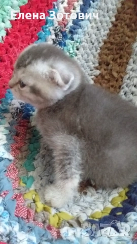 Шотландски котенца , снимка 13 - Други - 54288216