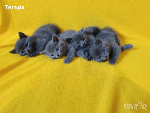 Котета - порода Руска синя котка !, снимка 10 - Руска синя котка - 54482650