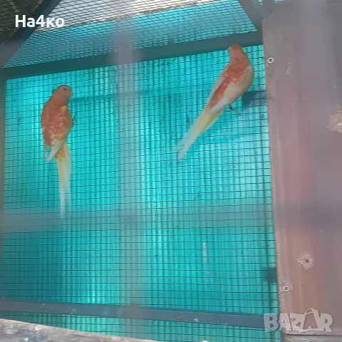 Продавам двойка пойни Рубино , снимка 2 - Папагали - 55592022